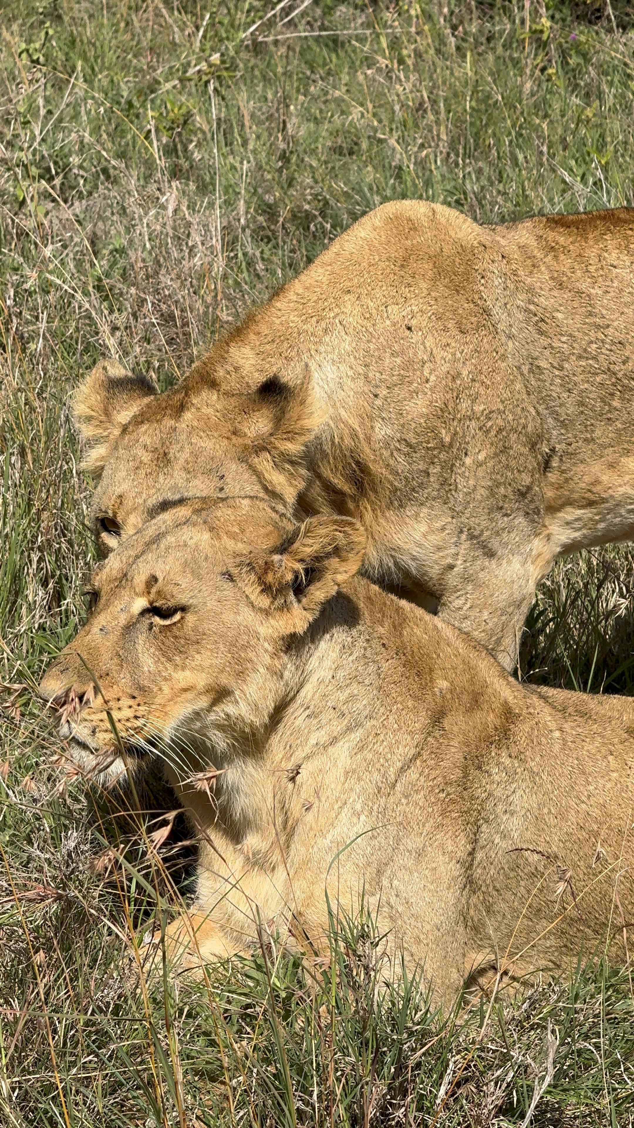 3 Days 2 Nights Masai Mara Budget Safari